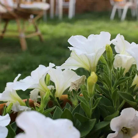 Vive Tu Camino Albergue *